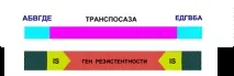 МОБІЛЬНІ генетичні елементи - Студопедія генетичні