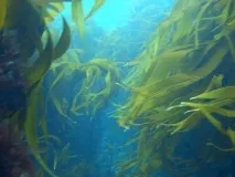 Морська капуста: користь і шкода лікувальні властивості користь