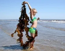 Морська капуста: користь і шкода лікувальні властивості капуста