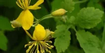 Чи можна мазати герпес зірочкою? герпес