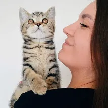 Чи можна в’язати британських кішок із шотландськими, МУРКОТИКИ можна