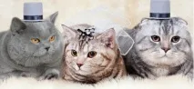 Чи можна в’язати британських кішок із шотландськими, МУРКОТИКИ кішок