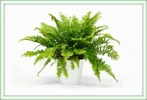 Нефролепіс (Nephrolepis) необхідно