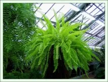 Нефролепіс (Nephrolepis) нефролепіс