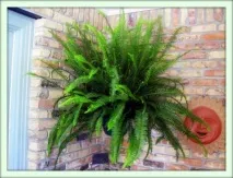 Нефролепіс (Nephrolepis) необхідно