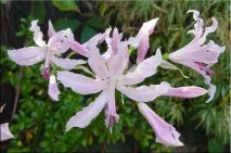 Неріне (Nerine) неріне