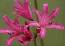 Неріне (Nerine) Nerine sarniensis