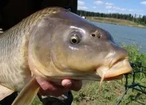 Новий макушатник, Снасть макушатник на сазана, коропа відео, фото снасть