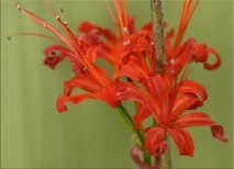 Неріне (Nerine) неріне