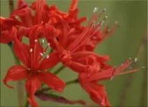 Неріне (Nerine) неріне
