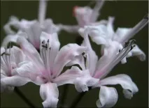 Неріне (Nerine) Nerine