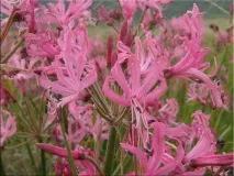 Неріне (Nerine) Nerine sarniensis