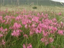 Неріне (Nerine) Nerine sarniensis