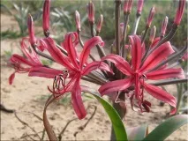Неріне (Nerine) неріне