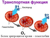 Низький гемоглобін причини та наслідки, як підвищити низький