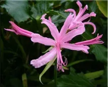 Неріне (Nerine) Nerine