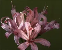Неріне (Nerine) неріне