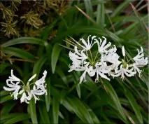Неріне (Nerine) неріне