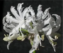 Неріне (Nerine) Nerine