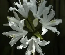 Неріне (Nerine) Nerine