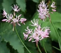 Неріне (Nerine) Nerine