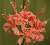 Неріне (Nerine) неріне