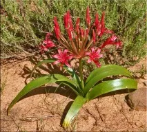 Неріне (Nerine) неріне