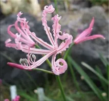 Неріне (Nerine) Nerine sarniensis