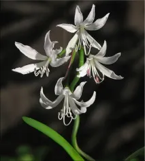 Неріне (Nerine) Nerine sarniensis