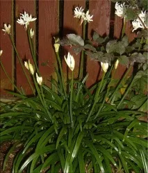 Неріне (Nerine) Nerine
