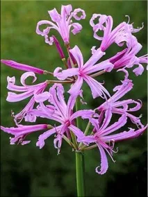 Неріне (Nerine) Nerine sarniensis