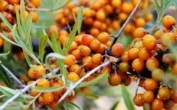 Обліпиха та масло обліпихи – корисні властивості та застосування корисні