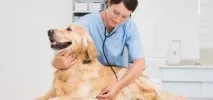 нуклеопептид