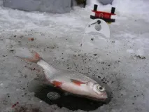НЮАНСИ ДОННОГО КОВКА клювання