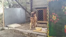 Один день добра в притулку для бездомних собак - Острівець Надії”, Мій світ у фотографіях один