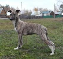 Офіційний сайт НКП УІППЕТ батьків