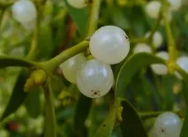 лікувальні