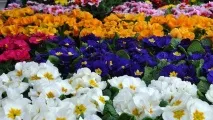 Особливостівигонки примули в теплиці до 8 березня, Огородник березня