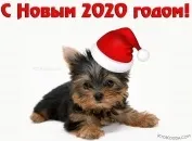 Листівки з новим роком Собаки 2018 собаки