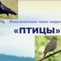 Перелітні, зимуючі та водоплавні птахи» птахи