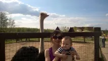 птахів