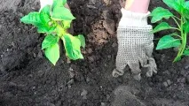 Перець - вирощування та догляд у відкритому ґрунті фото, відео відкритому