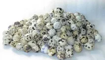 Перепелині яйця перепелині