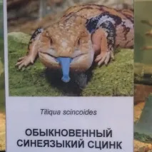 парк