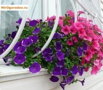 Петунія – види та сорти улюблениці квітникарів квітникарів