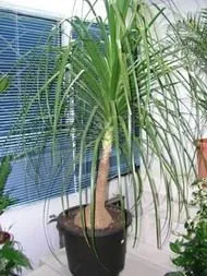 Бокарнея відігнута (Beaucarnea recurvata) рослини