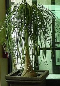Бокарнея відігнута (Beaucarnea recurvata) beaucarnea