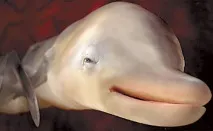 матері