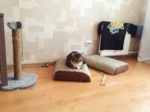 Продовження історії життя з котом) котом