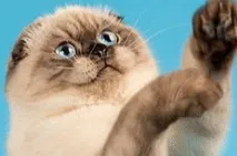 Прогулянки на природі або - Особливості котячої відпустки особливості